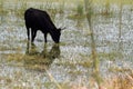 a grazing cow with its image reflected in the irrigated field Royalty Free Stock Photo