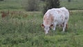 Grazing cow