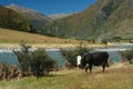 Grazing cow at Matukituki river Royalty Free Stock Photo