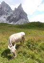 Grazing cow in the mountain meadow and the European Alps in the background Royalty Free Stock Photo