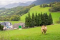 Grazing cow in the mountains near village, France. Cattle farm in mountains. Cow on pasture. Panoramic rural landscape. Royalty Free Stock Photo