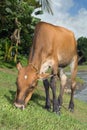 Grazing cow near tropical river