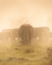 Grazing cow in a pasture on a foggy autumn morning Royalty Free Stock Photo