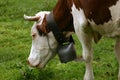 Grazing cow's head with a bell