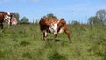 Beautiful grazing cown on summer pasture in norway