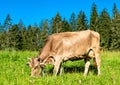Grazing cow in the Swiss Alps Royalty Free Stock Photo