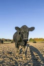 Grazing cown at the meadow under blue sky