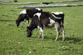 Grazing cows