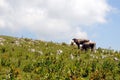 Grazing cows