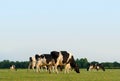 Grazing cows Royalty Free Stock Photo