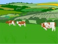 Grazing Cows