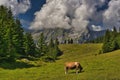 Grazing cows above the Oeschinen lake