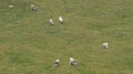 Grazing cows on Alp in the Dolomite Mountains / Mastle Alp / Puez Geisler Nature Park