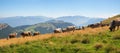 grazing cows at alpine meadow Monte Baldo mountain, north italy