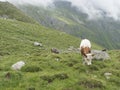 Grazing cows at alpine meadow, pasture in Stubaital Valley. Summer. Tirol Alps, Austria Royalty Free Stock Photo