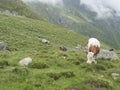 Grazing cows at alpine meadow, pasture in Stubaital Valley. Summer. Tirol Alps, Austria Royalty Free Stock Photo