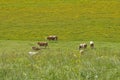 Grazing cows on alpine pasture Royalty Free Stock Photo