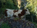 Grazing cows on alpine pasture Royalty Free Stock Photo