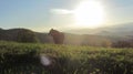 Grazing cows on alpine pasture Royalty Free Stock Photo