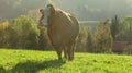 Grazing cows on alpine pasture Royalty Free Stock Photo