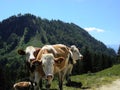 Grazing cows on alpine pasture Royalty Free Stock Photo