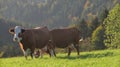 Grazing cows on alpine pasture Royalty Free Stock Photo