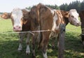 Grazing cows on alpine pasture Royalty Free Stock Photo