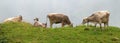 Grazing cows in the Alps Royalty Free Stock Photo