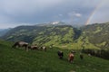 Grazing cows in the Bernese Oberland