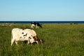 Grazing cows in a coastal pasture land