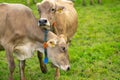 Grazing Cows. Grazing cow at a green pasture. Herd of cows at summer green field. Summer countryside landscape and Royalty Free Stock Photo