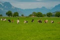 Grazing Cows. Grazing cow at a green pasture. Herd of cows at summer green field. Summer countryside landscape and Royalty Free Stock Photo