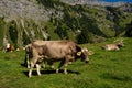 Grazing Cows. Grazing cow at a green pasture. Herd of cows at summer green field. Summer countryside landscape and Royalty Free Stock Photo