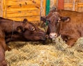 Dairy cows in a barn eating hay Royalty Free Stock Photo