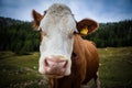 Grazing cows in the Dolomites Mountains of Northern Italy Royalty Free Stock Photo