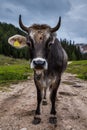 Grazing cows in the Dolomites Mountains of Northern Italy Royalty Free Stock Photo