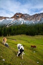 Grazing cows in the Dolomites Mountains of Northern Italy Royalty Free Stock Photo