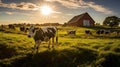 grazing cows on farm