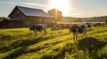 grazing cows on farm