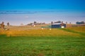 Grazing Cows in Field Royalty Free Stock Photo