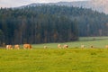 Grazing cows in the field in the morning, background of the Watzmann mountains in foggy weather, near the town of Berchtesgaden,