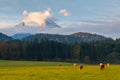 Grazing cows in the field in the morning, background of the Watzmann mountains in foggy weather, near the town of Berchtesgaden,