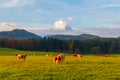 Grazing cows in the field in the morning, background of the Watzmann mountains in foggy weather, near the town of Berchtesgaden,