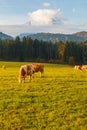 Grazing cows in the field in the morning, background of the Watzmann mountains in foggy weather, near the town of Berchtesgaden,