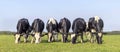 Grazing cows in field side by side, together happy black and white, blue sky Royalty Free Stock Photo