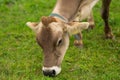 Grazing Cows. Grazing cow at a green pasture. Herd of cows at summer green field. Summer countryside landscape and Royalty Free Stock Photo