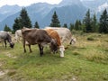 grazing cows Royalty Free Stock Photo