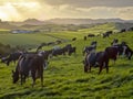 Grazing cows in green meadow of hilly countryside Royalty Free Stock Photo