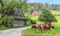 Grazing cows in the village in the Silesian Beskids (Poland)