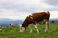 Grazing cows herd